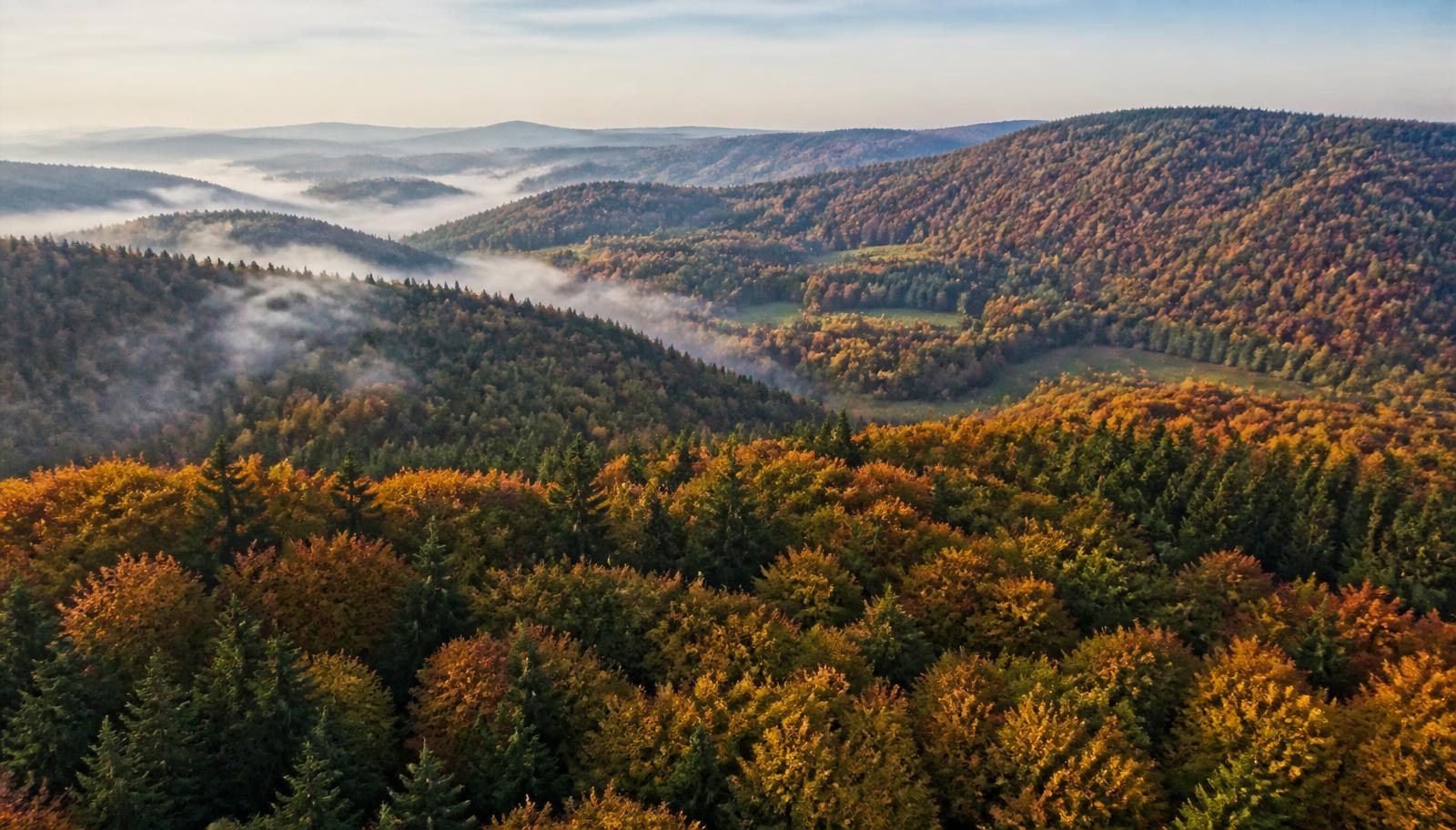 Vue aérienne d'une grande forêt française d'automne, canopée mixte de feuillus et résineux