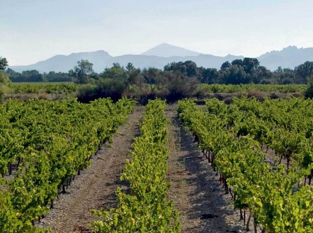 Vignes en appellation Châteauneuf-du-Pape au petit matin, sol de galets et ceps taillés en gobelet