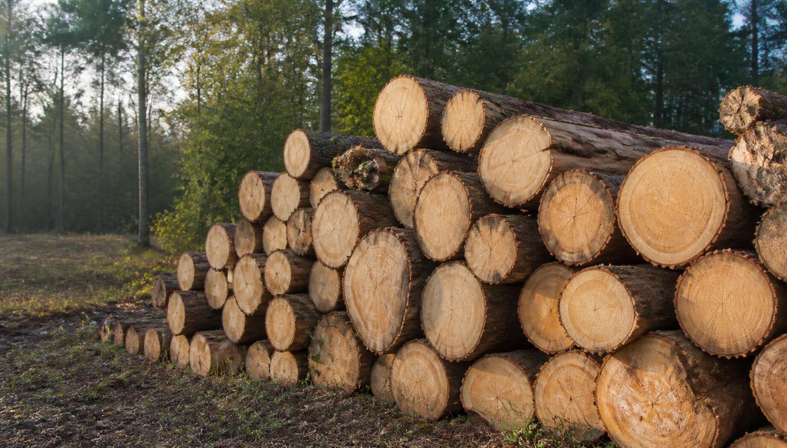 Grumes de chêne empilées en forêt française, filière bois