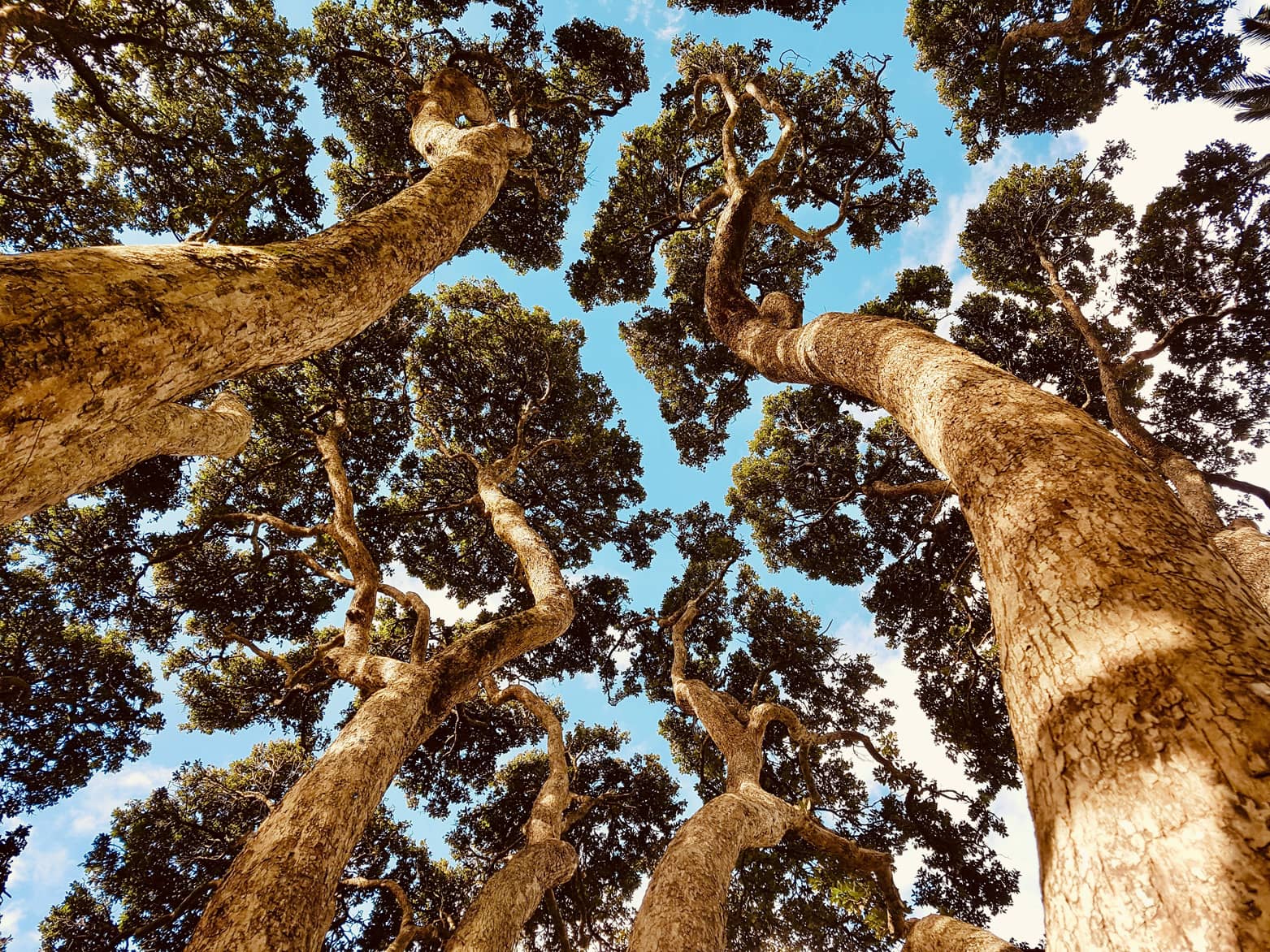Canopée de Paulownia - projet agroforestier Treesition