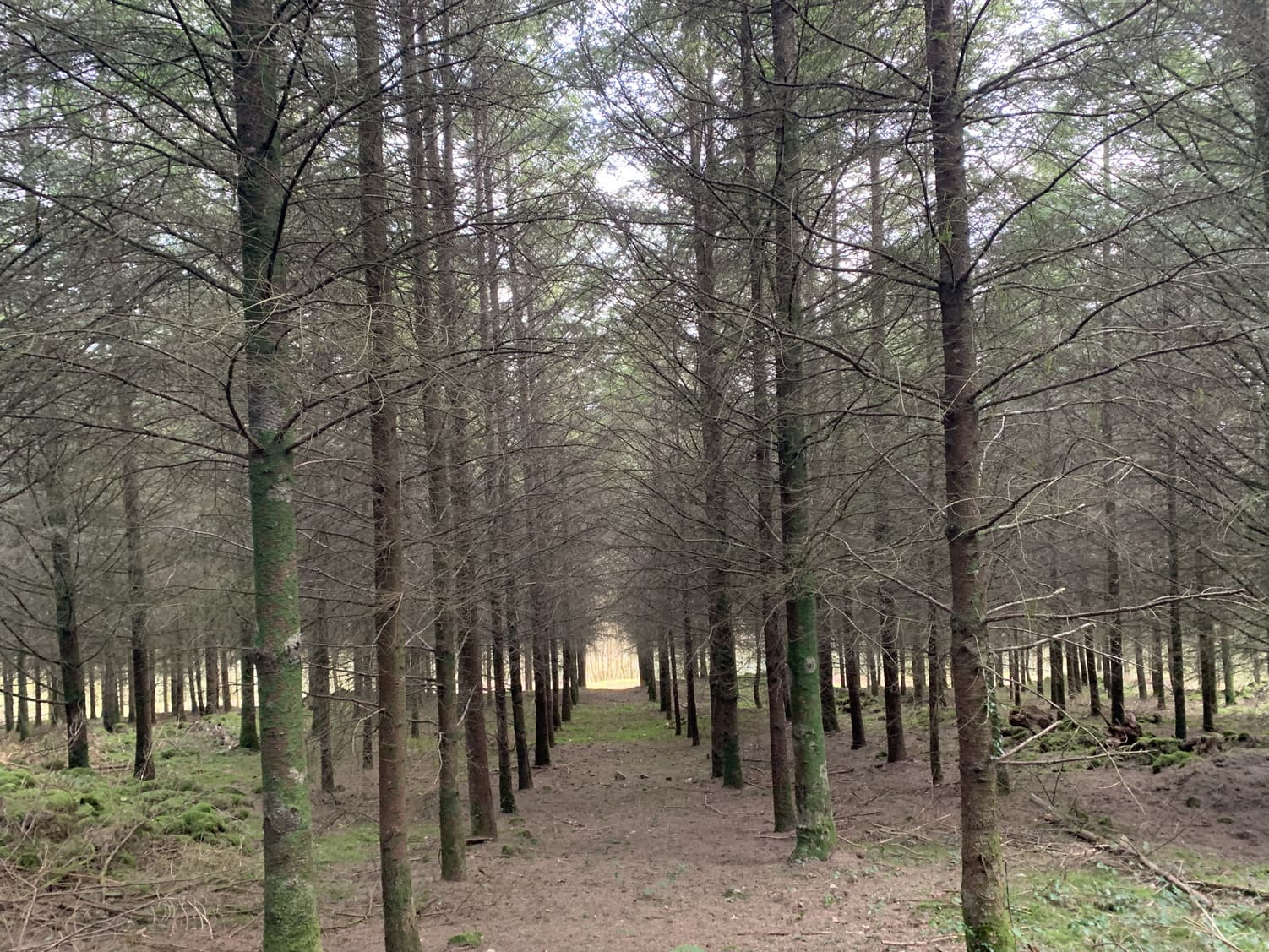 Alignement de douglas dans la forêt des Monts de Blond (Haute-Vienne), propriété du GFI EPIFORÊT 1