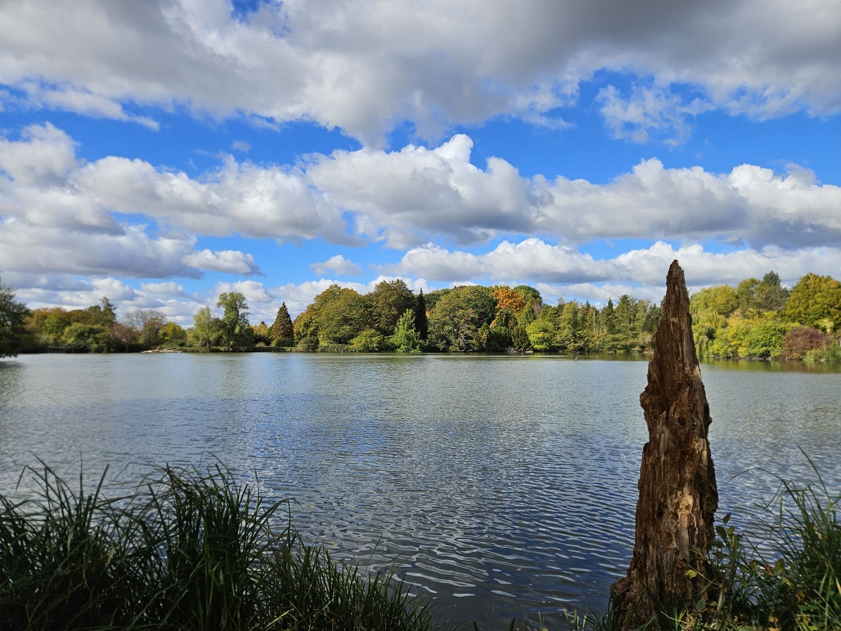 Forêt en bord de lac en fin d'été : illustration du puits de carbone forestier qui compense 9 % de nos émissions