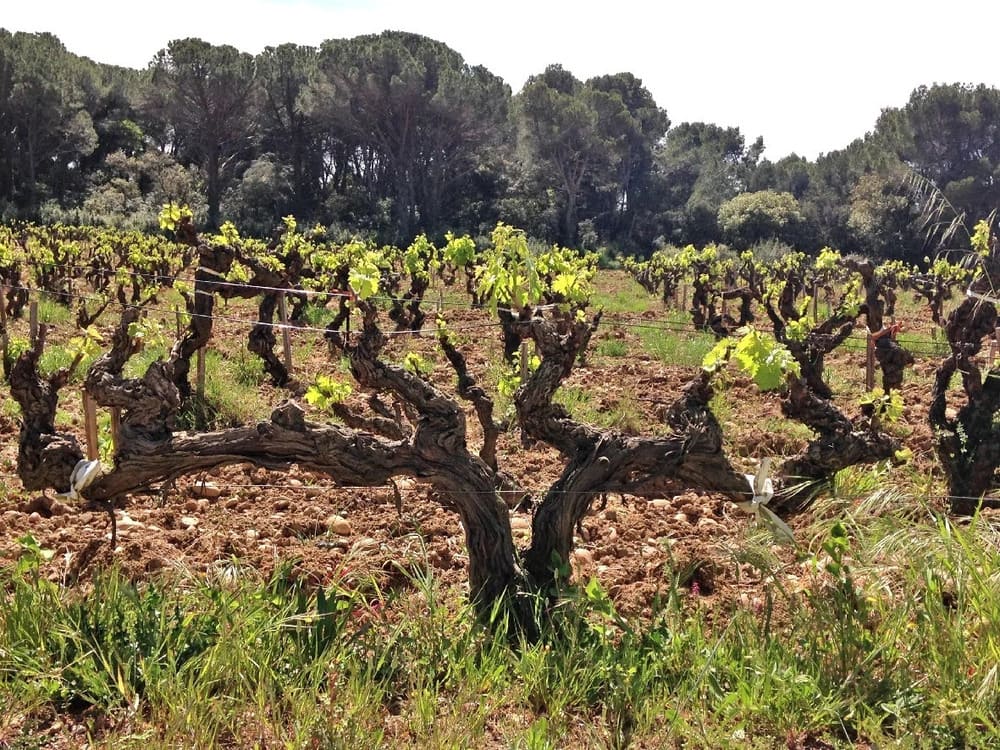 Vignoble en appellation Châteauneuf-du-Pape, rangs de vignes et galets roulés sous le soleil d'été