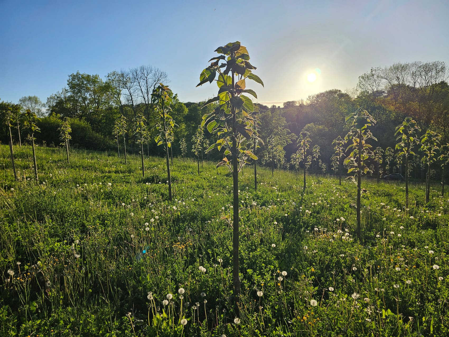 Investir dans Treesition - jeunes arbres Paulownia plantés en agroforesterie au coucher du soleil
