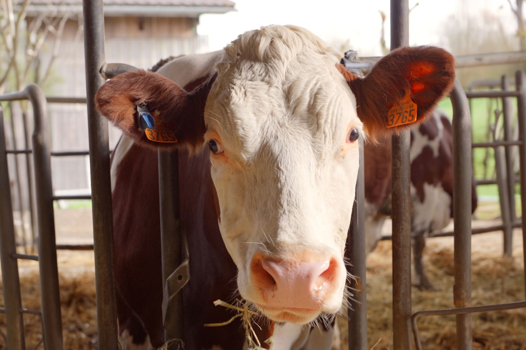 Vache Montbéliarde dans un élevage français - MyMarguerit