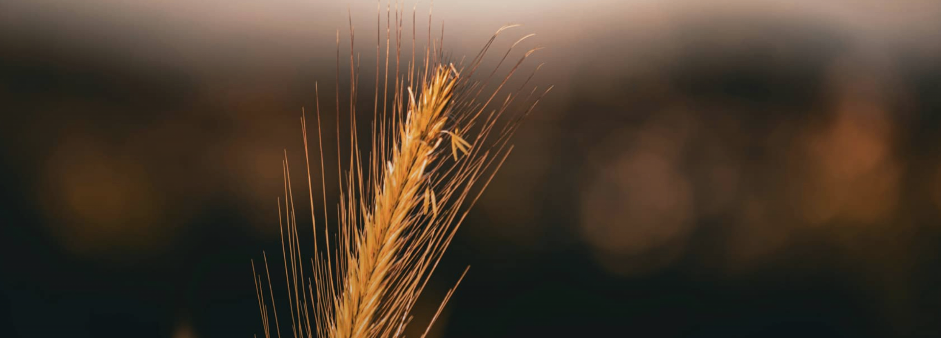 Épi de blé doré au coucher du soleil - foncier agricole français