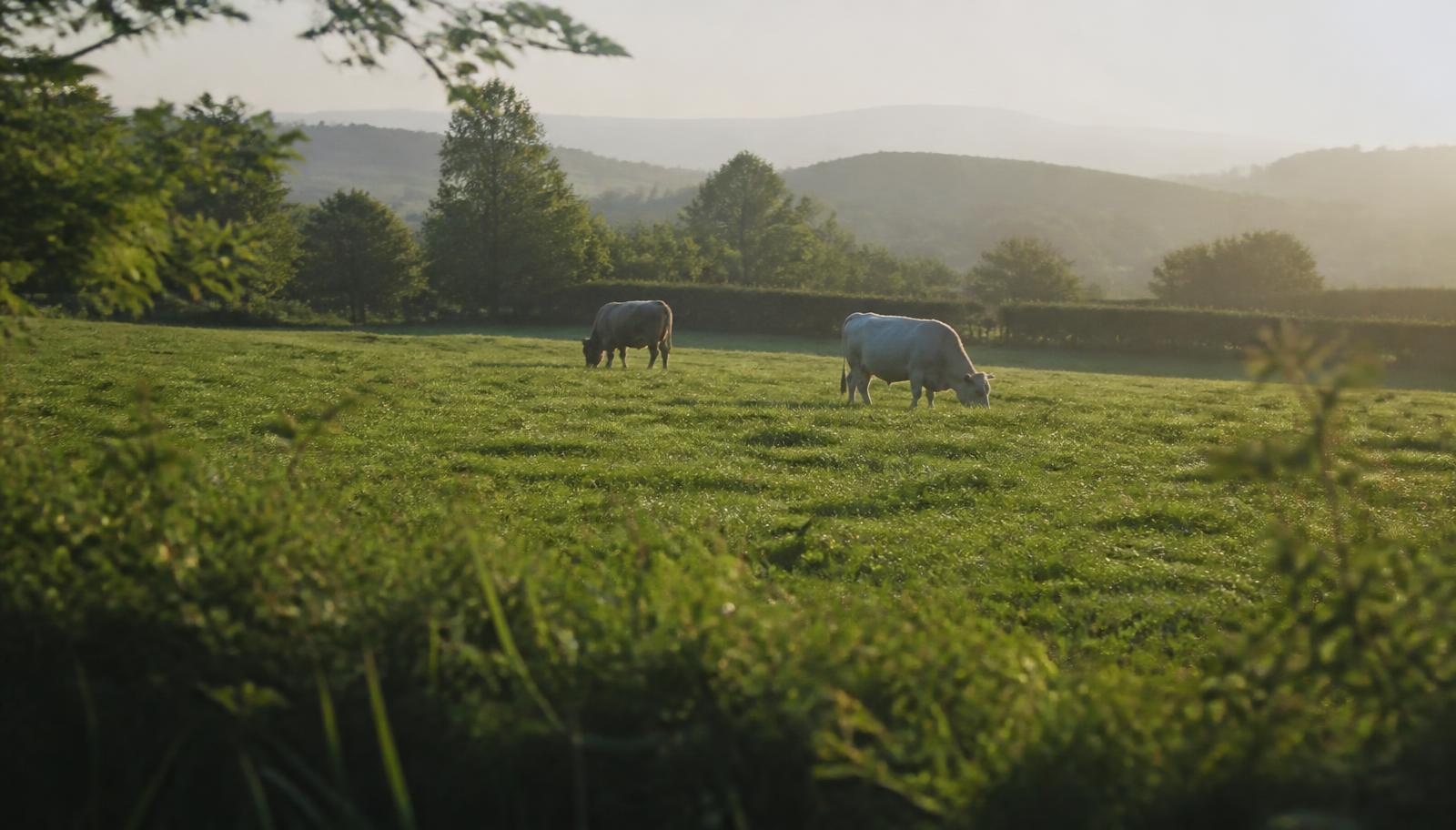 Deux vaches au loin paissant dans une prairie verdoyante en France, collines et haies bocagères en arrière-plan
