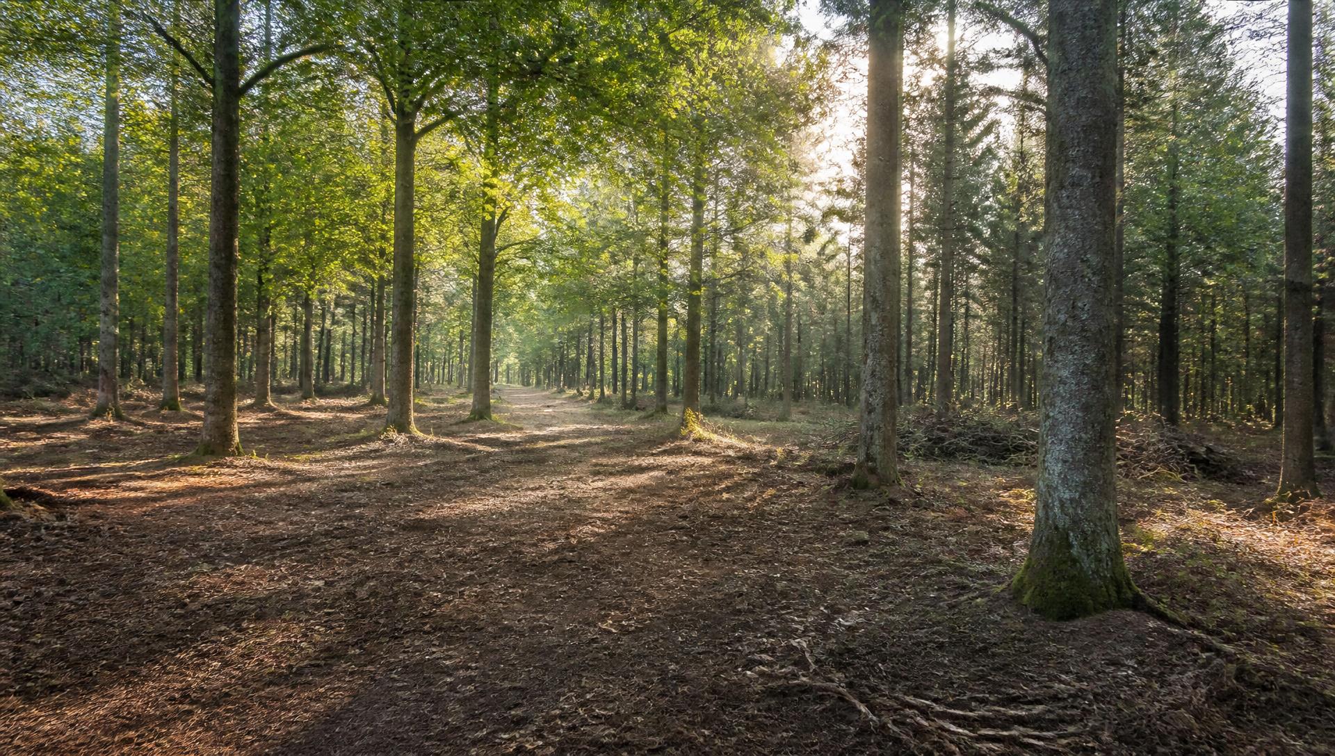 Forêt française gérée avec pistes d'accès entretenues et éclaircies, réduisant la masse combustible