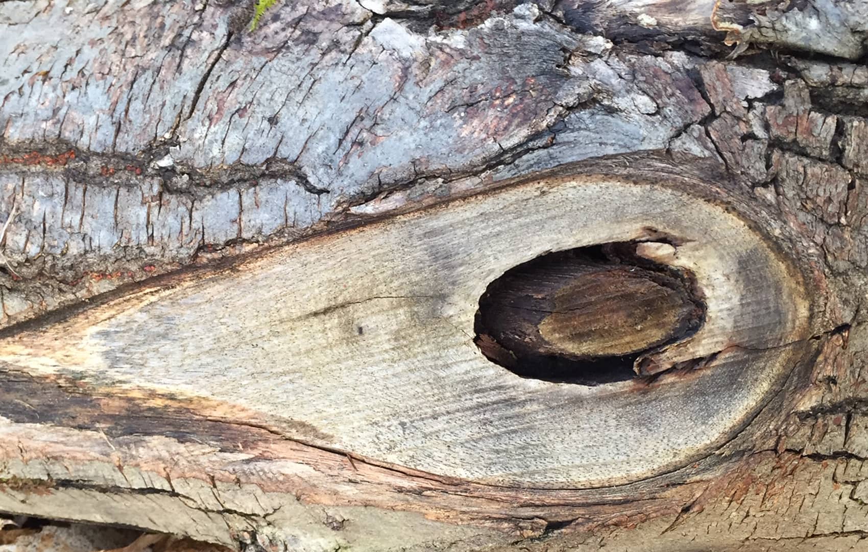 Gros plan sur l'écorce et un nœud de bois d'un tronc de forêt française - actif patrimonial naturel