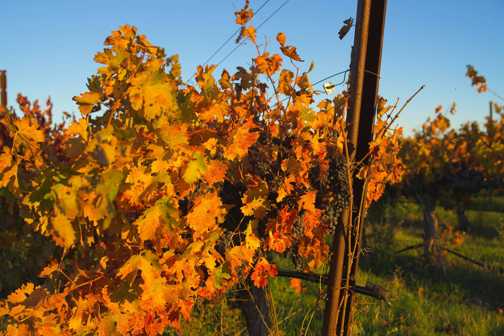 Rangs de vignes aux couleurs de l'automne au coucher du soleil, ceps chargés de raisins noirs