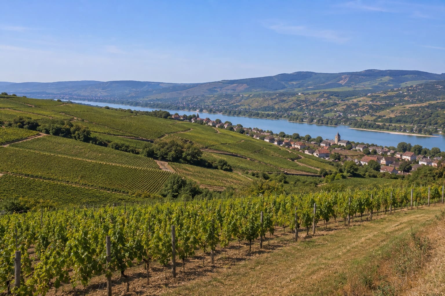 Coteaux en terrasses du vignoble de Saint-Joseph face à Tournon, rive droite du Rhône