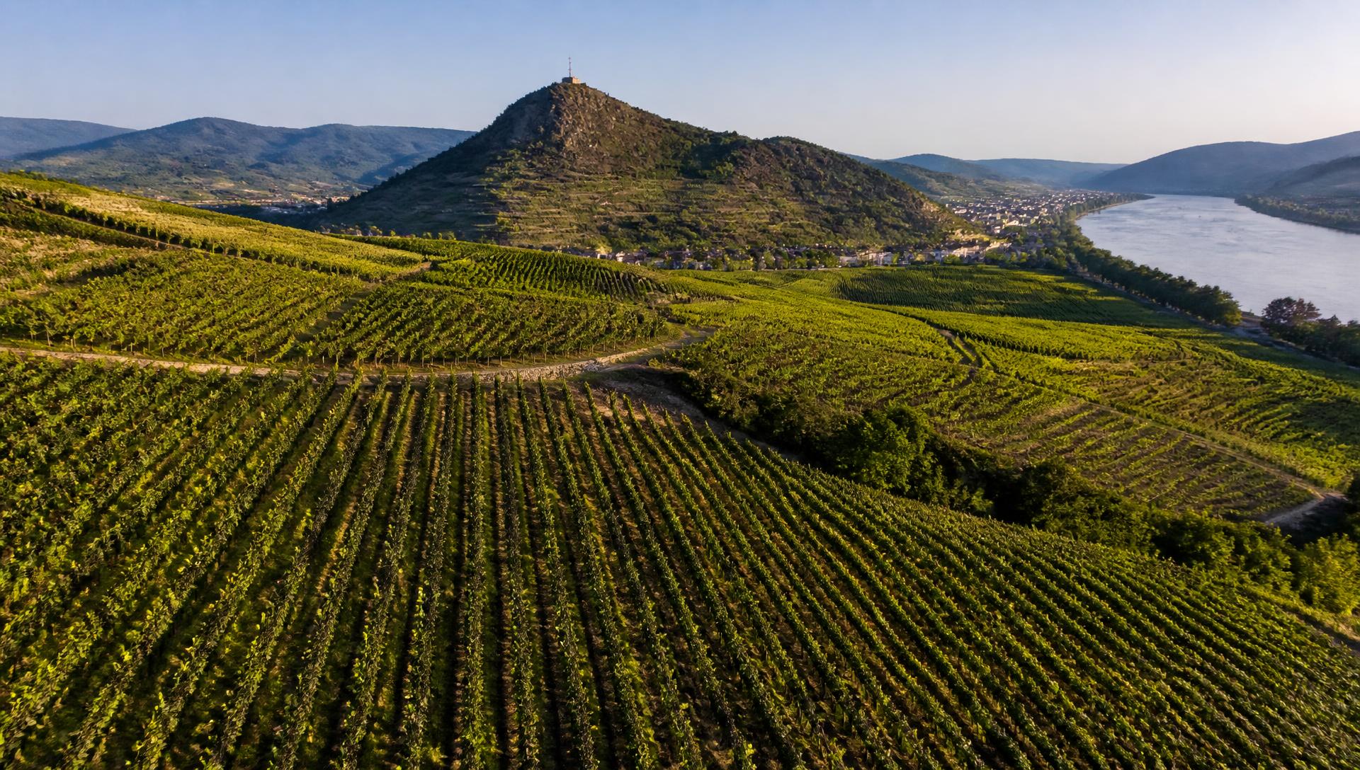 Vignoble de Crozes-Hermitage et colline de l'Hermitage au-dessus du Rhône