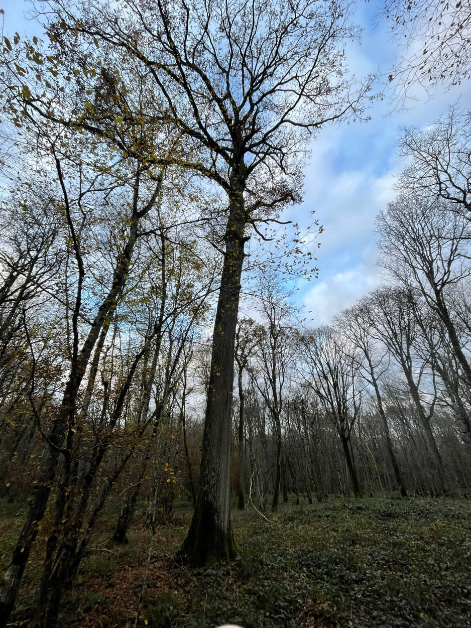 Forêt de Merry - Yonne - GFI EPIFORET