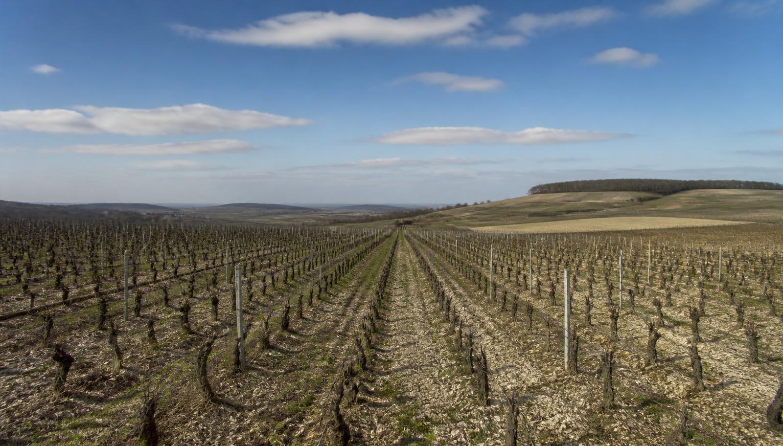 Rangs de vignes dans un vignoble français - placements terroir