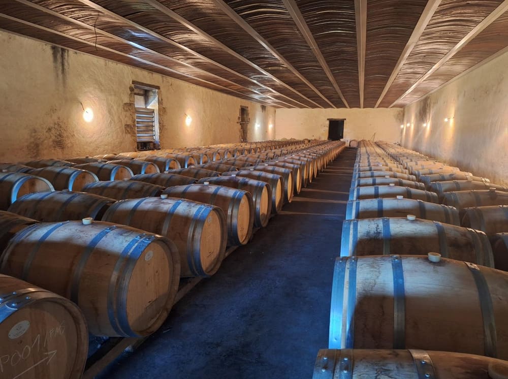 Vignoble bordelais en appellation Pessac-Léognan, rangs de vignes alignés devant le chai