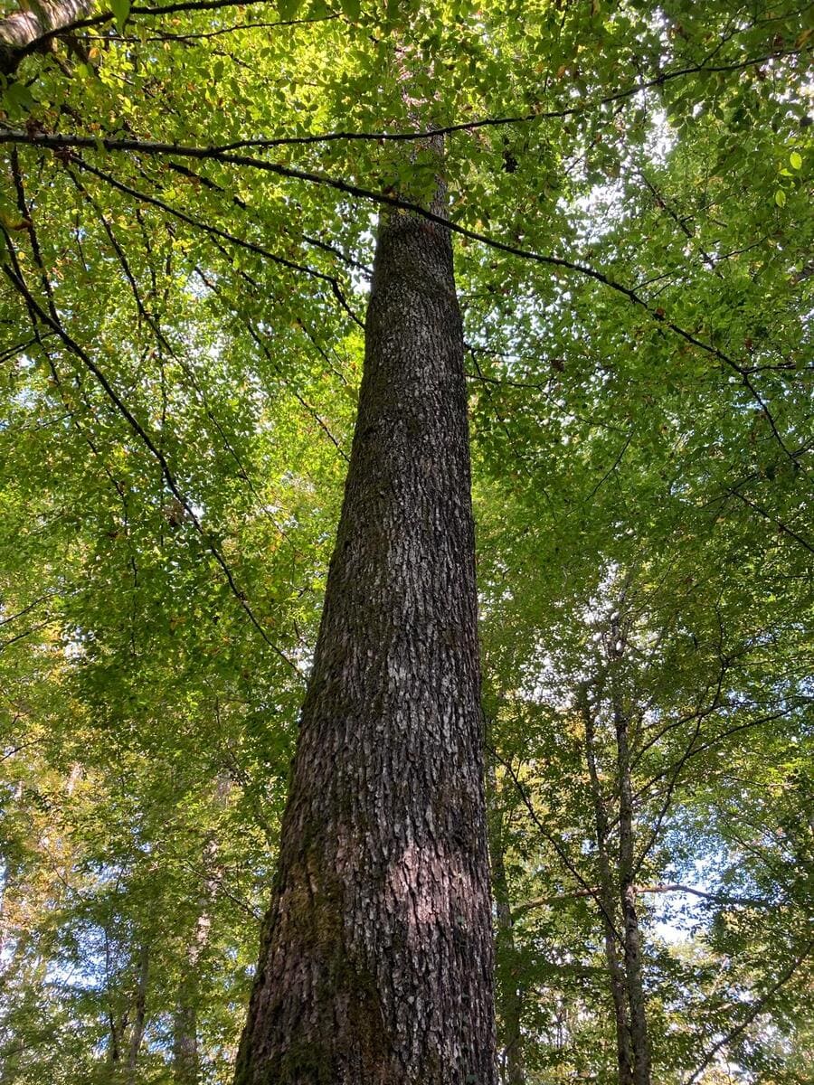 Forêt de la Chapelle Mouche - Yonne - GFI EPICURE AM