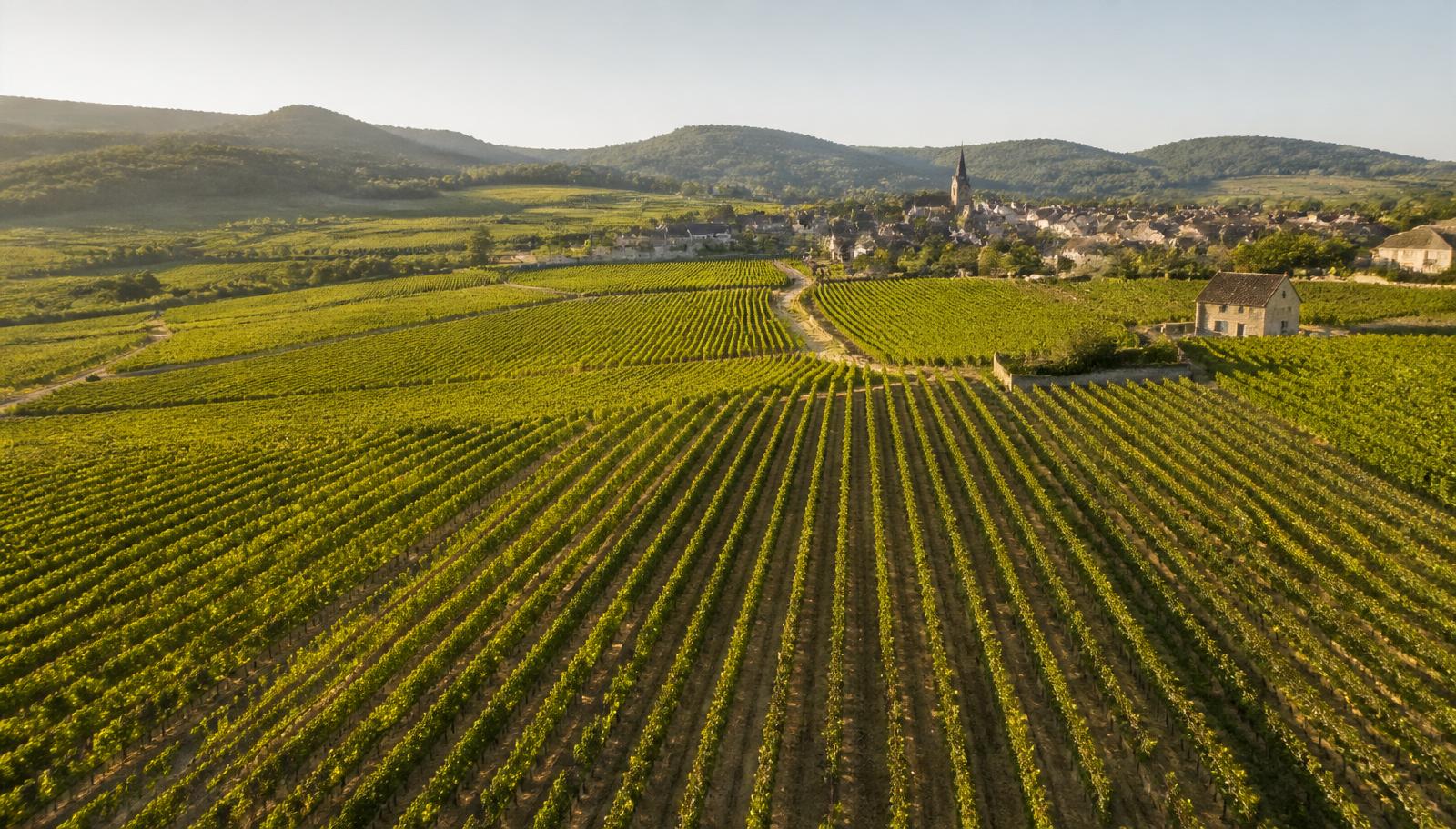 Vue aérienne d'un vignoble français, rangs de vignes s'étendant vers un village de pierre en Bourgogne