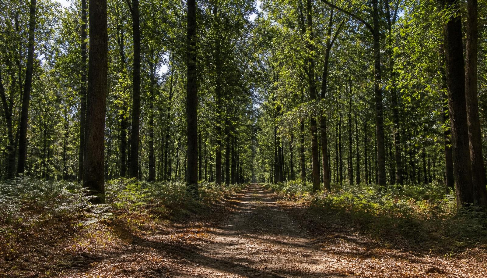 Chemin traversant une forêt française d'automne - patrimoine forestier