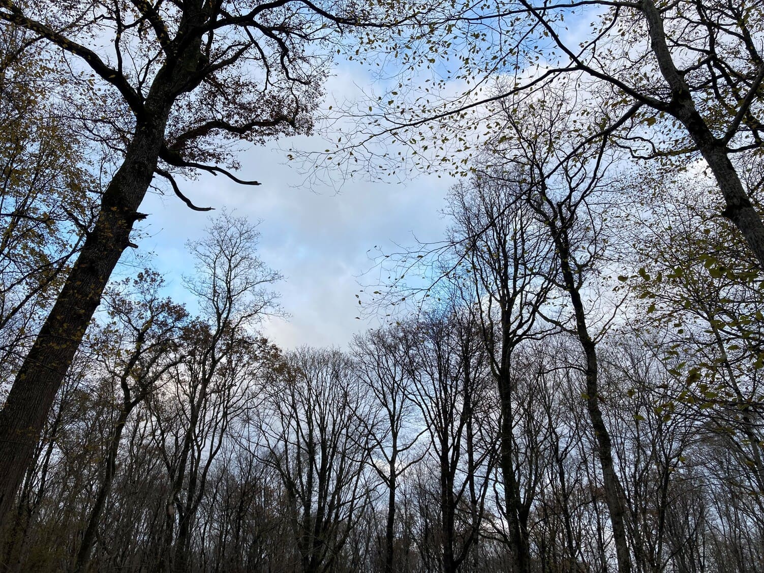 GFI Epiforêt 1
