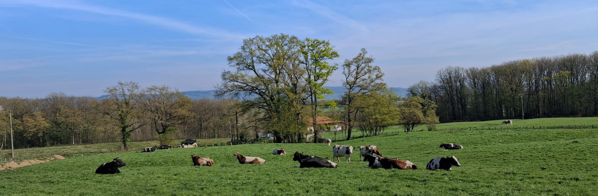 Troupeau de vaches Montbéliardes et Prim'Holstein au pâturage - élevage herbager français MyMarguerit
