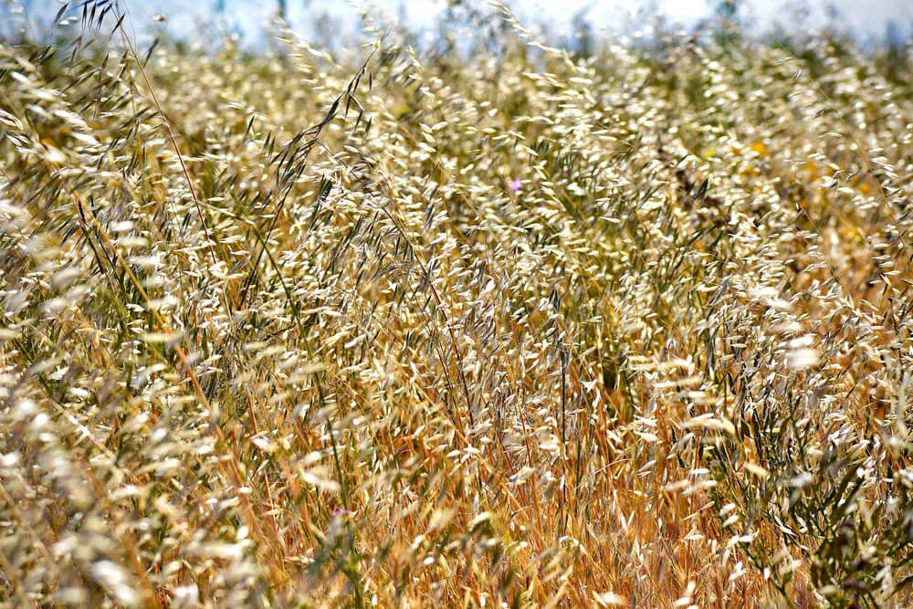 Terres agricoles françaises