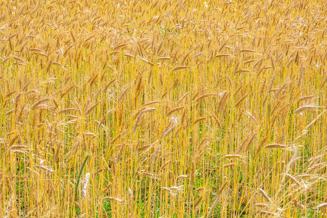 Champ de blé doré - Investissement terroir