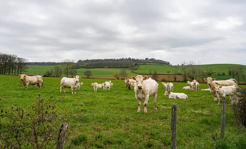 Élevage Charolais bio