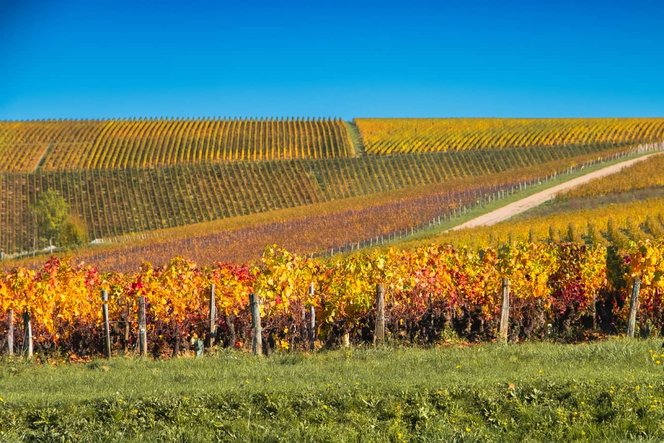 Vignobles de Champagne aux couleurs d'automne - Foncière Champenoise France Valley