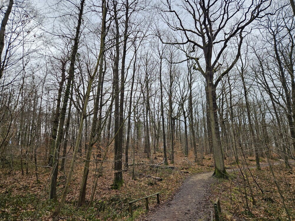 Bois d'Arguel et de l'Hospice