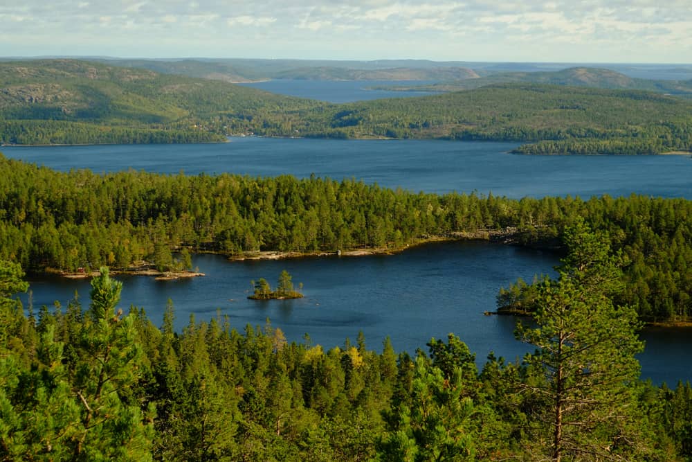 Forêts scandinaves