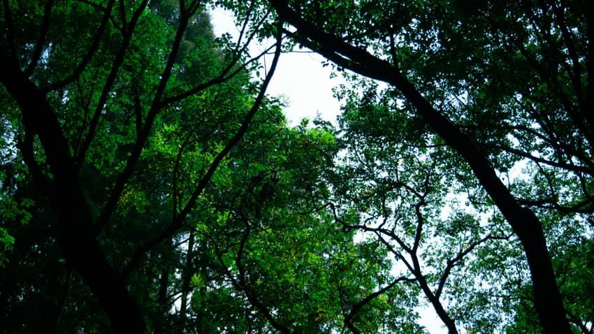 Forêt de Merry