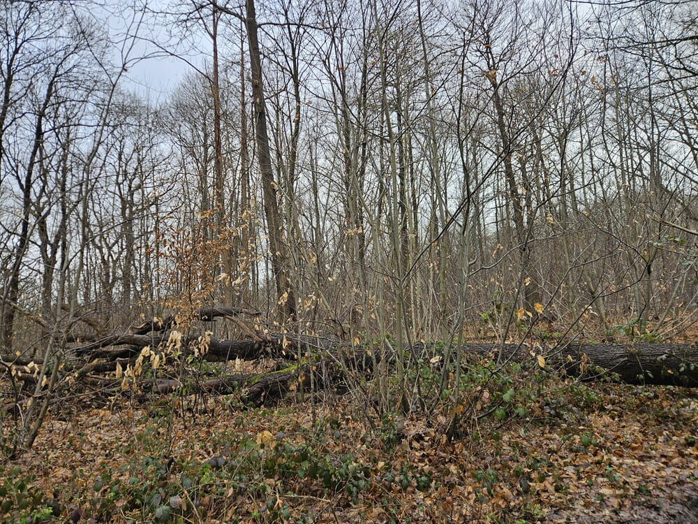 Bois des Mines Noires