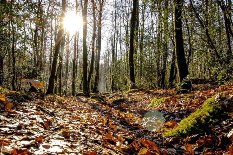 Forêt des Monts de Blond