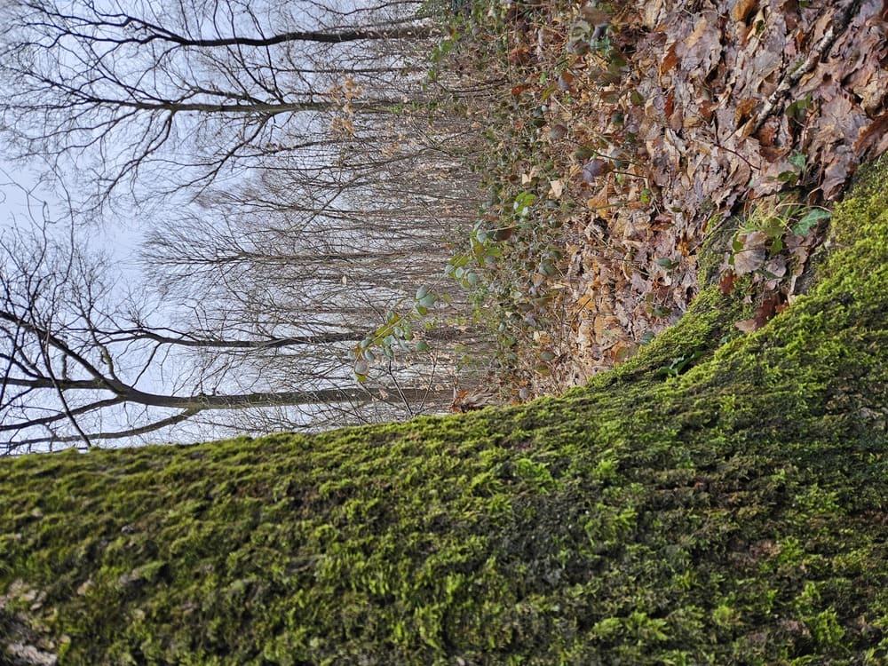 Forêts Fiducial Gérance