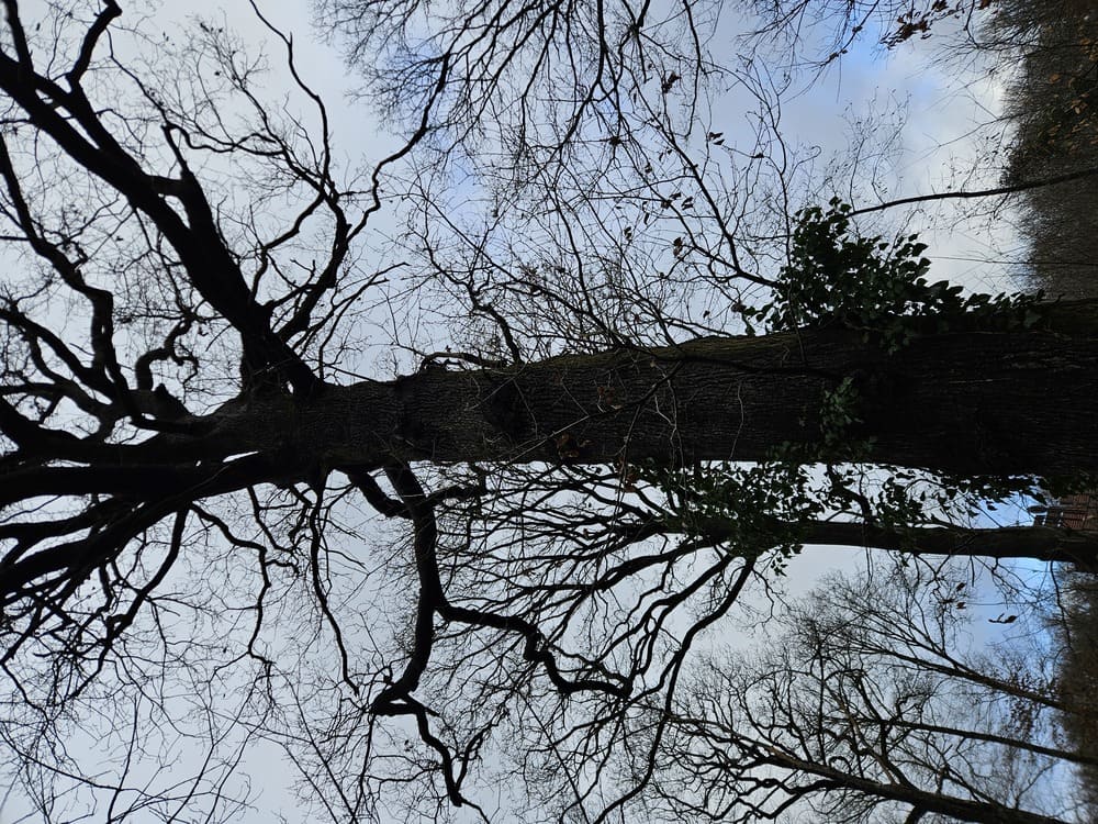 Forêts Société Forestière CDC