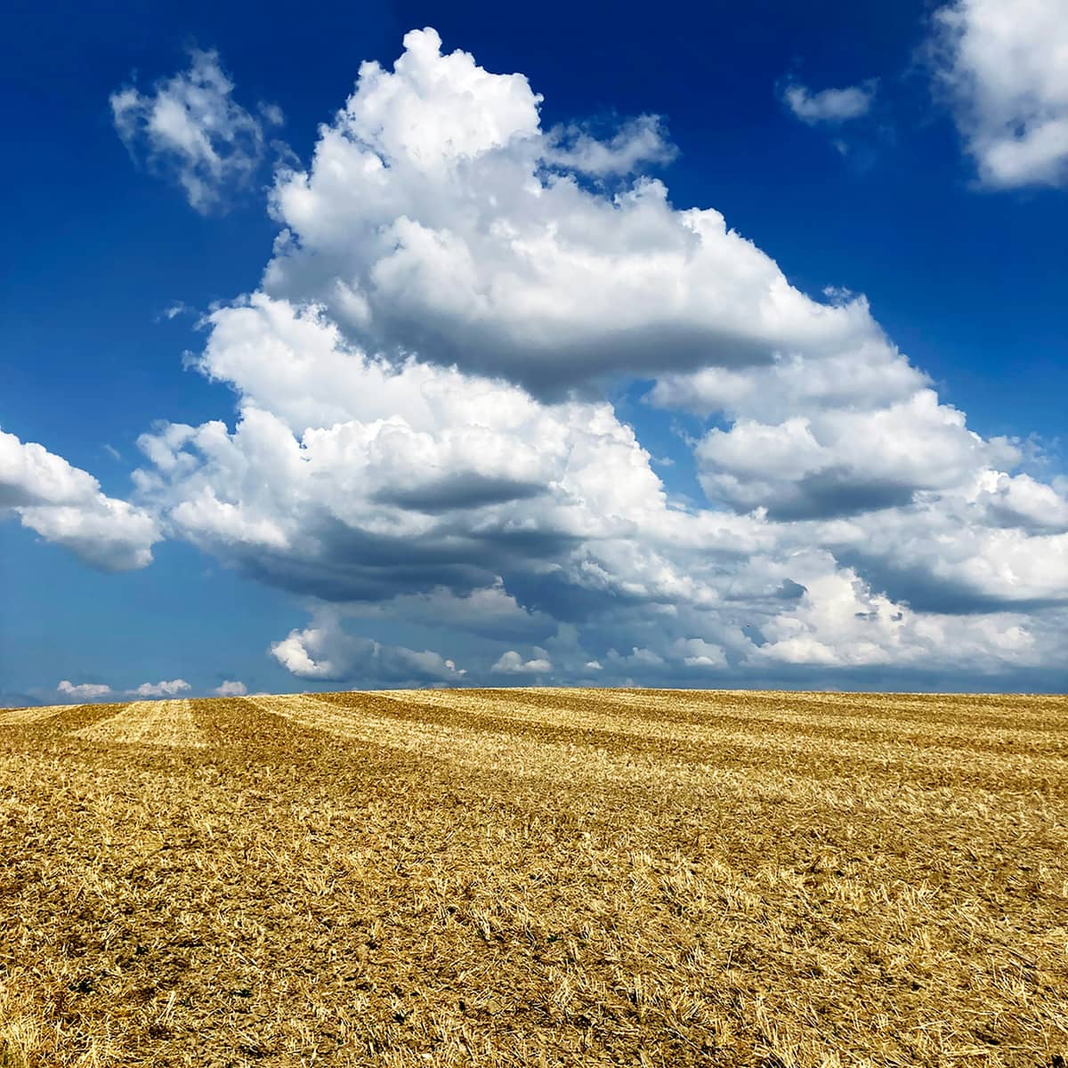 Champ de blé doré sous un ciel bleu - investissement foncier agricole GFA