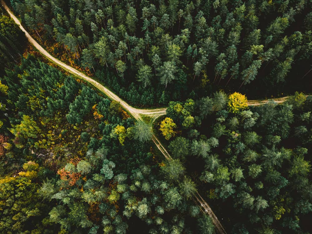 Forêts Sogenial Cœur Forest