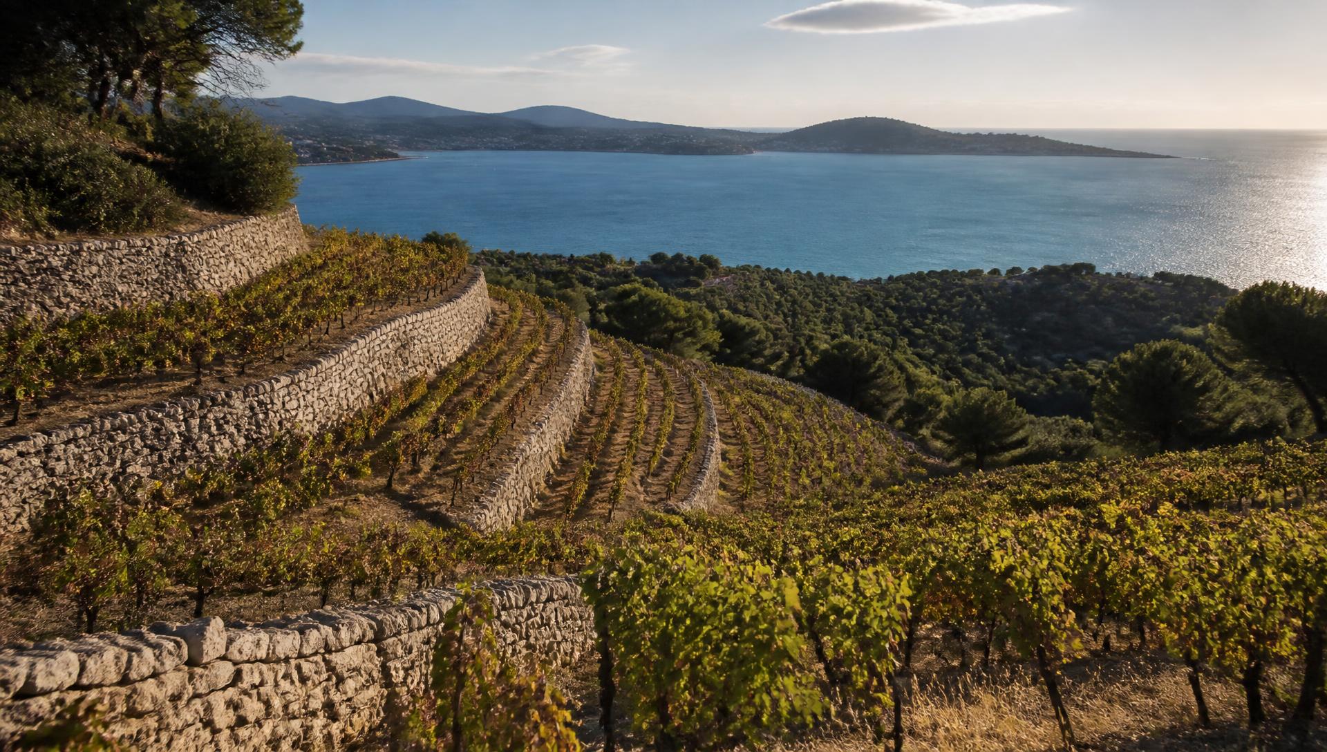 Restanques de vignes de Mourvèdre à Bandol descendant en amphithéâtre vers la baie méditerranéenne