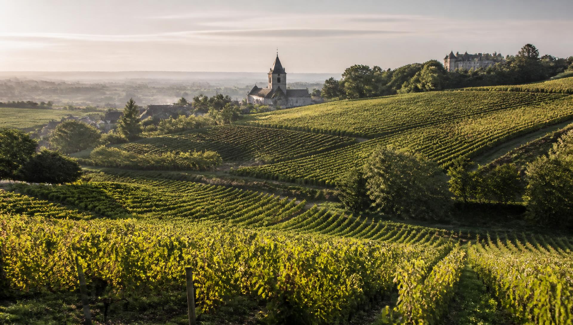 Coteaux de vignes de Menetou-Salon avec le clocher du village au lever du jour