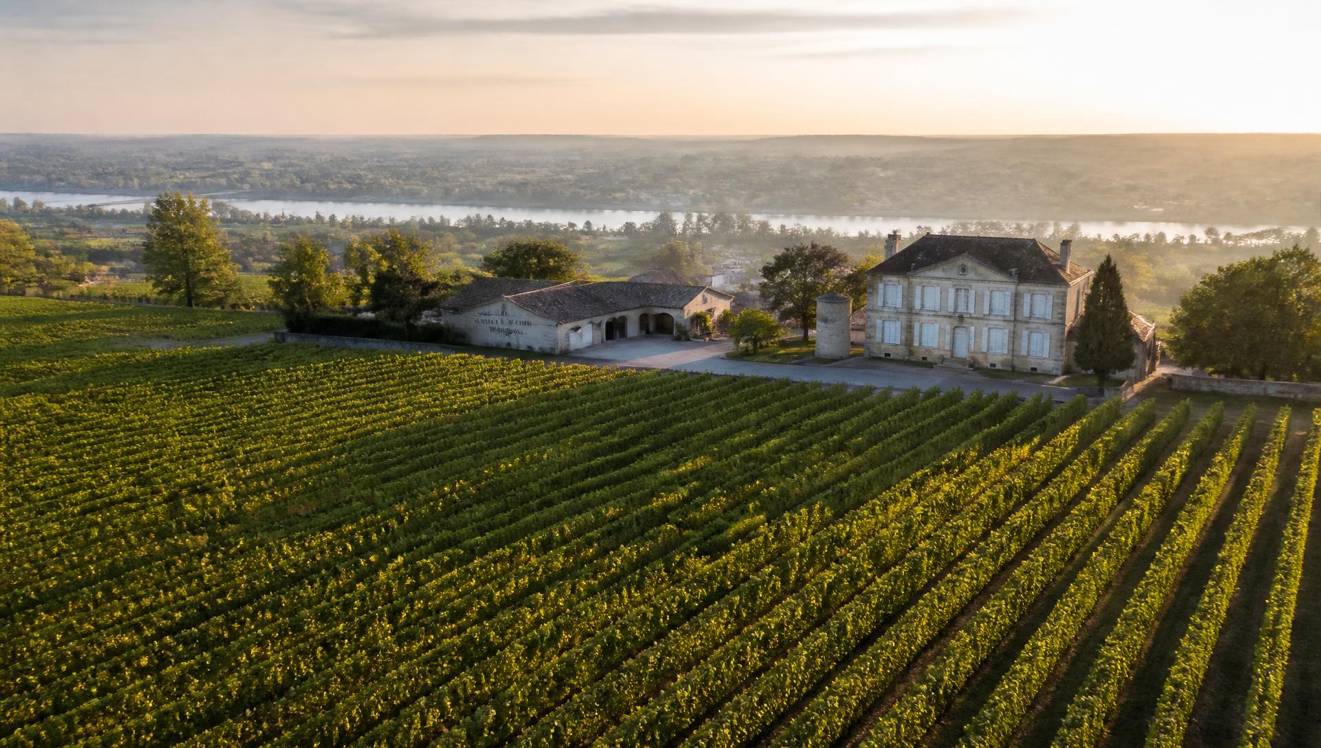 Vignoble de Pomerol sur la rive droite de Bordeaux, rangs de Merlot au soleil couchant