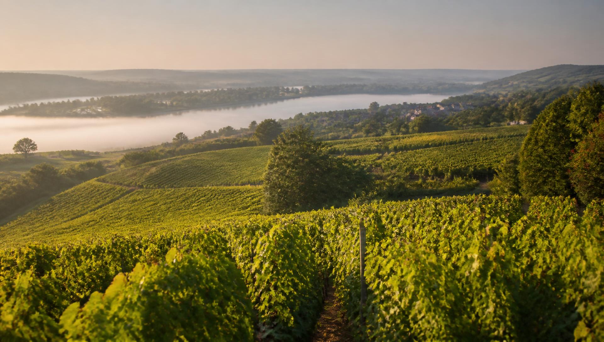 Coteaux de vignes de Pouilly-Fumé dominant la Loire au lever du jour