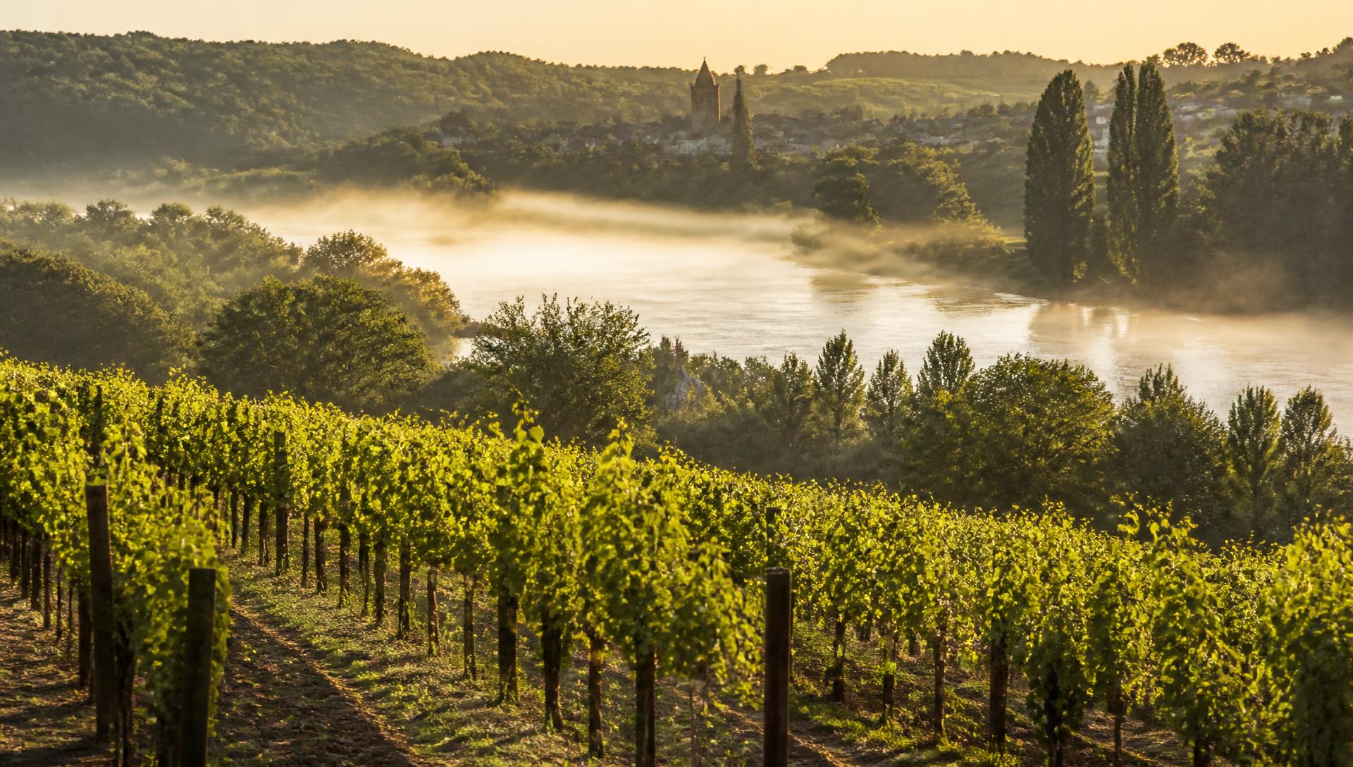 Vignes de Sauvignon Blanc de Quincy sur les terrasses sableuses du Cher au lever du jour