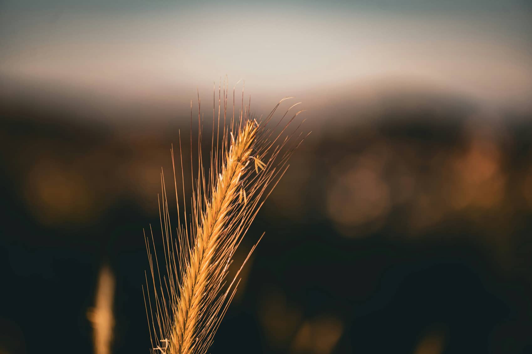 Épi de blé - Hectarea investissement agricole