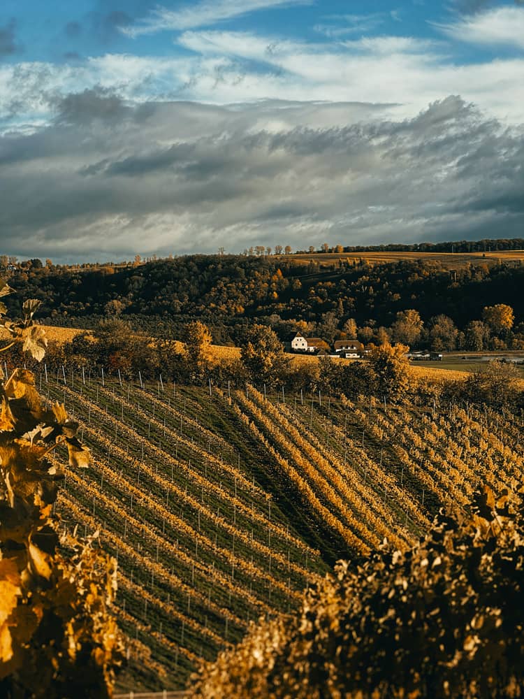Vignobles La Française AM