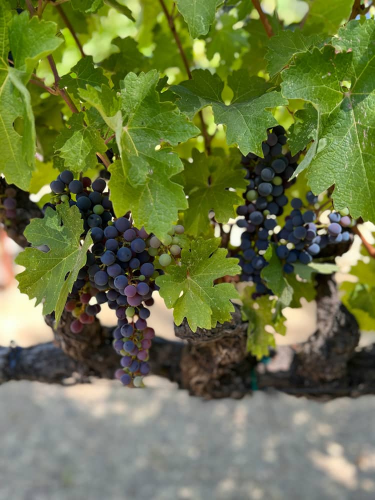 Vignobles français
