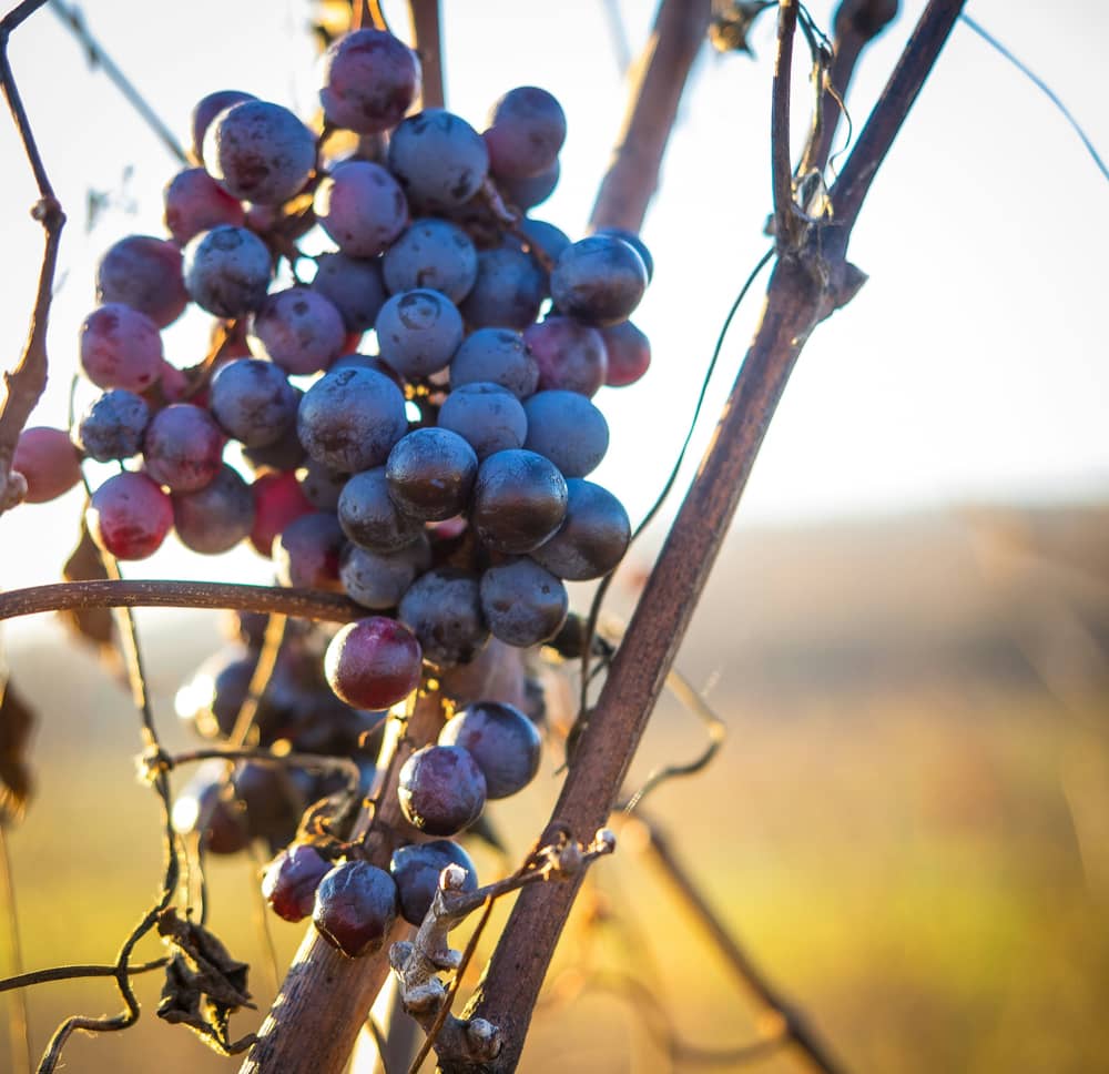 Vignobles Canovia  -  Grands Crus