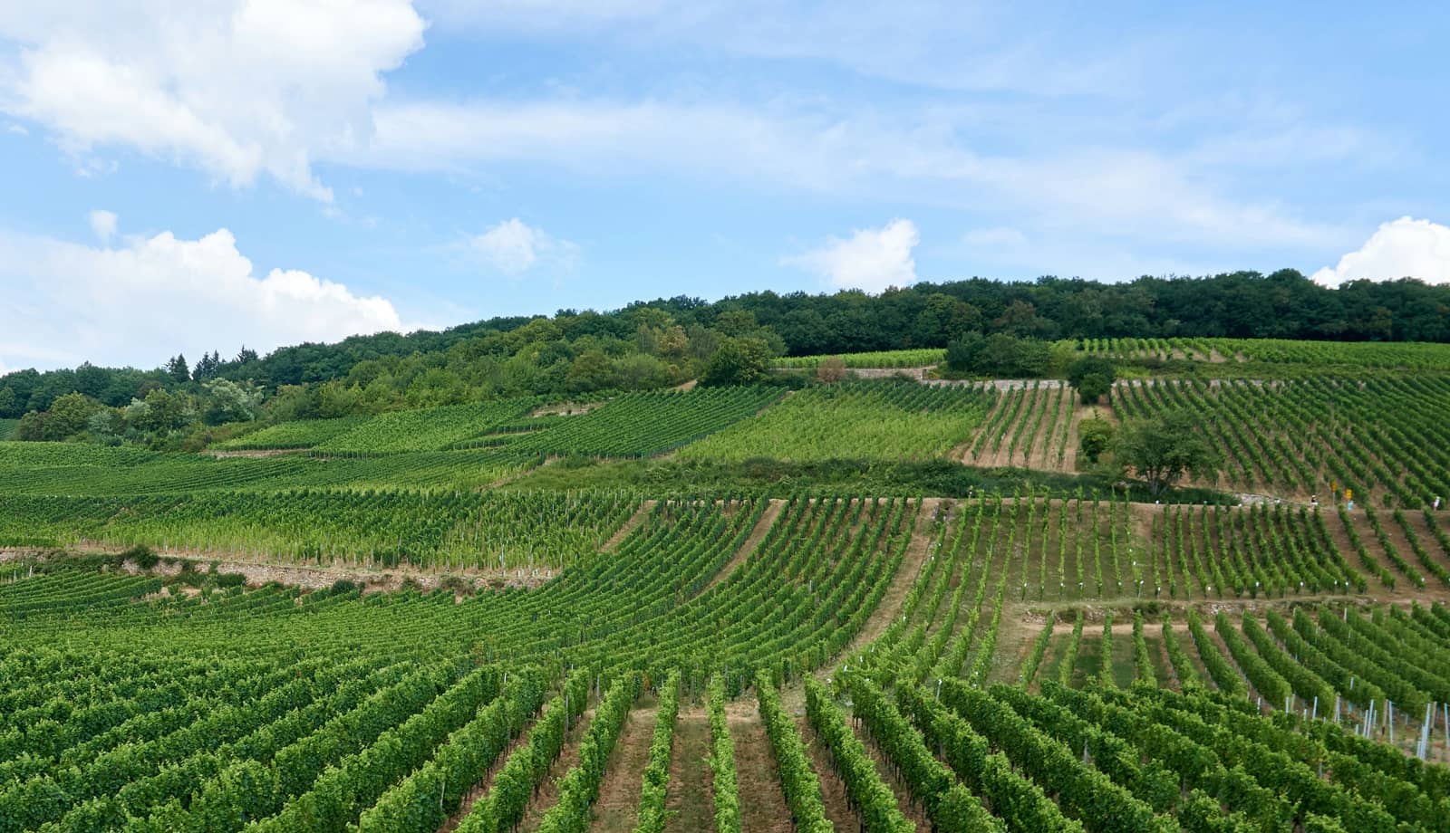 Vignoble bourguignon en coteaux, entre Pinot Noir et Chardonnay